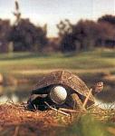 Click image for larger version

Name:	hole_in_1.jpg
Views:	329
Size:	17.3 KB
ID:	935367