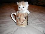 Click image for larger version

Name:	1coffee_mug-med.jpg
Views:	358
Size:	31.7 KB
ID:	935574