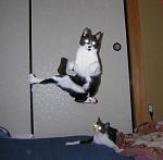 Click image for larger version

Name:	1karatekcat.jpg
Views:	363
Size:	29.3 KB
ID:	935578