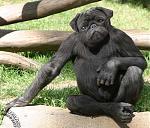 Click image for larger version

Name:	uzoo12.jpg
Views:	312
Size:	44.1 KB
ID:	935634