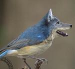 Click image for larger version

Name:	uzoo13.jpg
Views:	321
Size:	15.7 KB
ID:	935635
