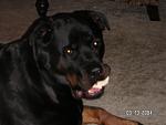 Click image for larger version

Name:	pict0012.jpg
Views:	300
Size:	375.7 KB
ID:	935649
