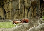 Click image for larger version

Name:	monkeylov.jpg
Views:	274
Size:	91.3 KB
ID:	935674