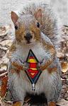 Click image for larger version

Name:	supersquirrel.jpg
Views:	306
Size:	22.1 KB
ID:	935712