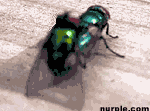 Click image for larger version

Name:	2flies.gif
Views:	256
Size:	7.8 KB
ID:	935774