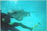 Click image for larger version

Name:	stingray1.jpg
Views:	354
Size:	267.7 KB
ID:	935788