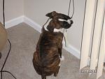 Click image for larger version

Name:	caught in the act.jpg
Views:	331
Size:	46.6 KB
ID:	935837