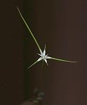Click image for larger version

Name:	weirdflower.jpg
Views:	266
Size:	12.7 KB
ID:	936103