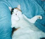 Click image for larger version

Name:	jabbathehutkittay.jpg
Views:	315
Size:	18.9 KB
ID:	936167
