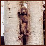Click image for larger version

Name:	stuckhound.jpg
Views:	343
Size:	79.4 KB
ID:	936168