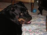 Click image for larger version

Name:	pict0003.jpg
Views:	325
Size:	343.1 KB
ID:	936172