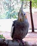 Click image for larger version

Name:	copy of biddy in woods 3.jpg
Views:	225
Size:	12.5 KB
ID:	936183