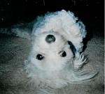 Click image for larger version

Name:	cute bailey.jpg
Views:	208
Size:	31.8 KB
ID:	936187