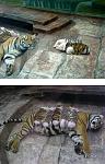 Click image for larger version

Name:	tipigs.jpg
Views:	426
Size:	137.3 KB
ID:	936260