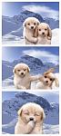 Click image for larger version

Name:	nice_puppys.jpg
Views:	305
Size:	93.9 KB
ID:	936322