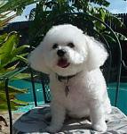 Click image for larger version

Name:	white bichon frise.jpg
Views:	240
Size:	12.3 KB
ID:	936371