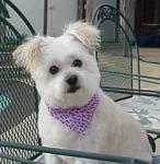 Click image for larger version

Name:	goofy white dog.jpg
Views:	239
Size:	12.0 KB
ID:	936373