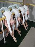 Click image for larger version

Name:	5551ballet.jpg
Views:	395
Size:	68.0 KB
ID:	936458