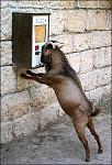 Click image for larger version

Name:	goat.jpg
Views:	408
Size:	82.5 KB
ID:	936503