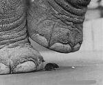 Click image for larger version

Name:	5551elephantstep.jpg
Views:	354
Size:	57.9 KB
ID:	936559