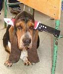 Click image for larger version

Name:	5551dogknife.jpg
Views:	337
Size:	31.0 KB
ID:	936585