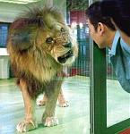 Click image for larger version

Name:	5551angrylion.jpg
Views:	361
Size:	35.2 KB
ID:	936671