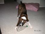 Click image for larger version

Name:	cayman and bottle.jpg
Views:	295
Size:	77.0 KB
ID:	936754