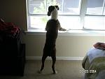 Click image for larger version

Name:	cayman looking out br.jpg
Views:	317
Size:	49.1 KB
ID:	936755