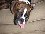 Click image for larger version

Name:	cayman sleep with tongue.jpg
Views:	309
Size:	124.9 KB
ID:	936757
