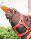 Click image for larger version

Name:	beer_drinking_horse.jpg
Views:	360
Size:	99.7 KB
ID:	937436