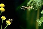 Click image for larger version

Name:	jumping_spider_full.jpg
Views:	256
Size:	27.6 KB
ID:	937578