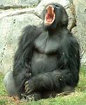 Click image for larger version

Name:	thesilverbackgorillayawns.jpg
Views:	267
Size:	148.3 KB
ID:	937580