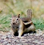 Click image for larger version

Name:	chipmunk.jpg
Views:	759
Size:	33.8 KB
ID:	937582