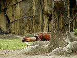 Click image for larger version

Name:	monkey love.jpg
Views:	202
Size:	193.3 KB
ID:	937606