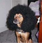 Click image for larger version

Name:	57ghettodog.jpg
Views:	374
Size:	25.4 KB
ID:	937636