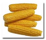 Click image for larger version

Name:	corn.jpg
Views:	444
Size:	9.2 KB
ID:	937667