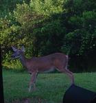 Click image for larger version

Name:	1deeraugust04.jpg
Views:	210
Size:	44.4 KB
ID:	937677