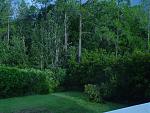 Click image for larger version

Name:	morningafterstormbackyardtrees.jpg
Views:	279
Size:	148.5 KB
ID:	937849