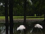 Click image for larger version

Name:	unusualbirdsongolfcourse.jpg
Views:	278
Size:	90.6 KB
ID:	937850