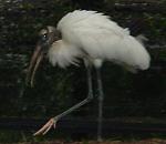 Click image for larger version

Name:	unusualbirdongolfcoursecloseup.jpg
Views:	286
Size:	31.3 KB
ID:	937852