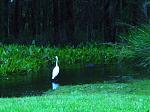 Click image for larger version

Name:	gatorwaitingtoeat.jpg
Views:	266
Size:	86.4 KB
ID:	937853