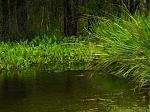 Click image for larger version

Name:	gatorinpondbehindhouse.jpg
Views:	283
Size:	95.4 KB
ID:	937854
