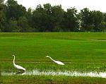 Click image for larger version

Name:	unusualbirdsongolfcourse3.jpg
Views:	257
Size:	54.1 KB
ID:	937855