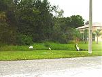 Click image for larger version

Name:	unusualbirdsongolfcourse4.jpg
Views:	273
Size:	130.9 KB
ID:	937856
