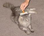 Click image for larger version

Name:	pamperedpet.jpg
Views:	251
Size:	46.1 KB
ID:	937859