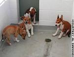 Click image for larger version

Name:	puppies.jpg
Views:	214
Size:	6.5 KB
ID:	937875