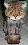 Click image for larger version

Name:	catshave.jpg
Views:	481
Size:	31.8 KB
ID:	938056