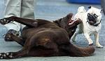 Click image for larger version

Name:	dog.jpg
Views:	448
Size:	7.9 KB
ID:	938058