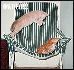Click image for larger version

Name:	ownedkitty.jpg
Views:	433
Size:	14.5 KB
ID:	938064