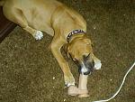 Click image for larger version

Name:	5551animalschewtoy-med.jpg
Views:	392
Size:	42.2 KB
ID:	938069
